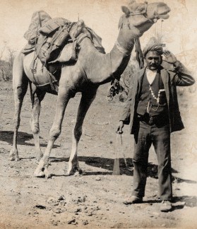 Afghan Cameleers 